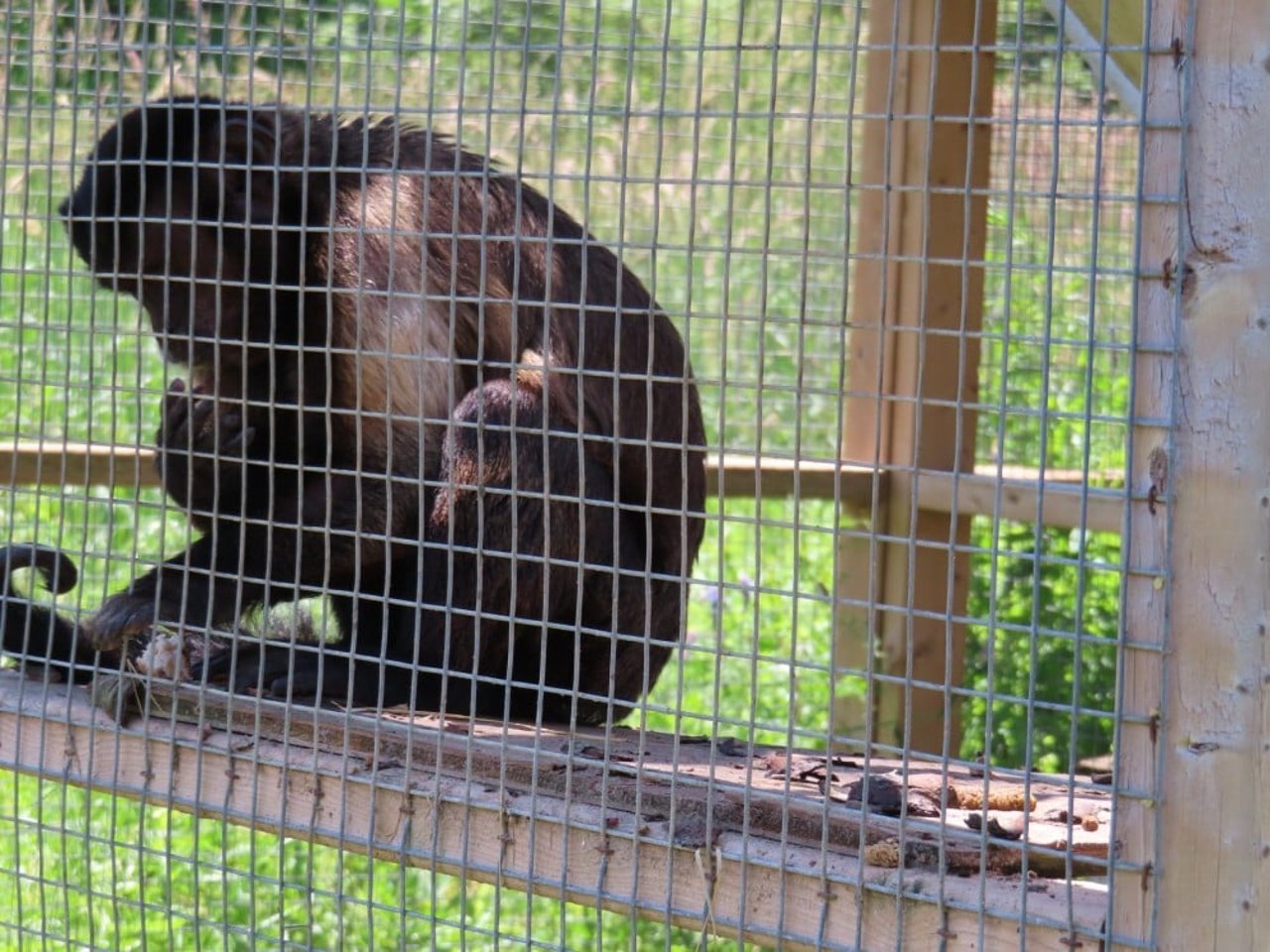 Inhumane conditions at roadside zoos | [site:name]