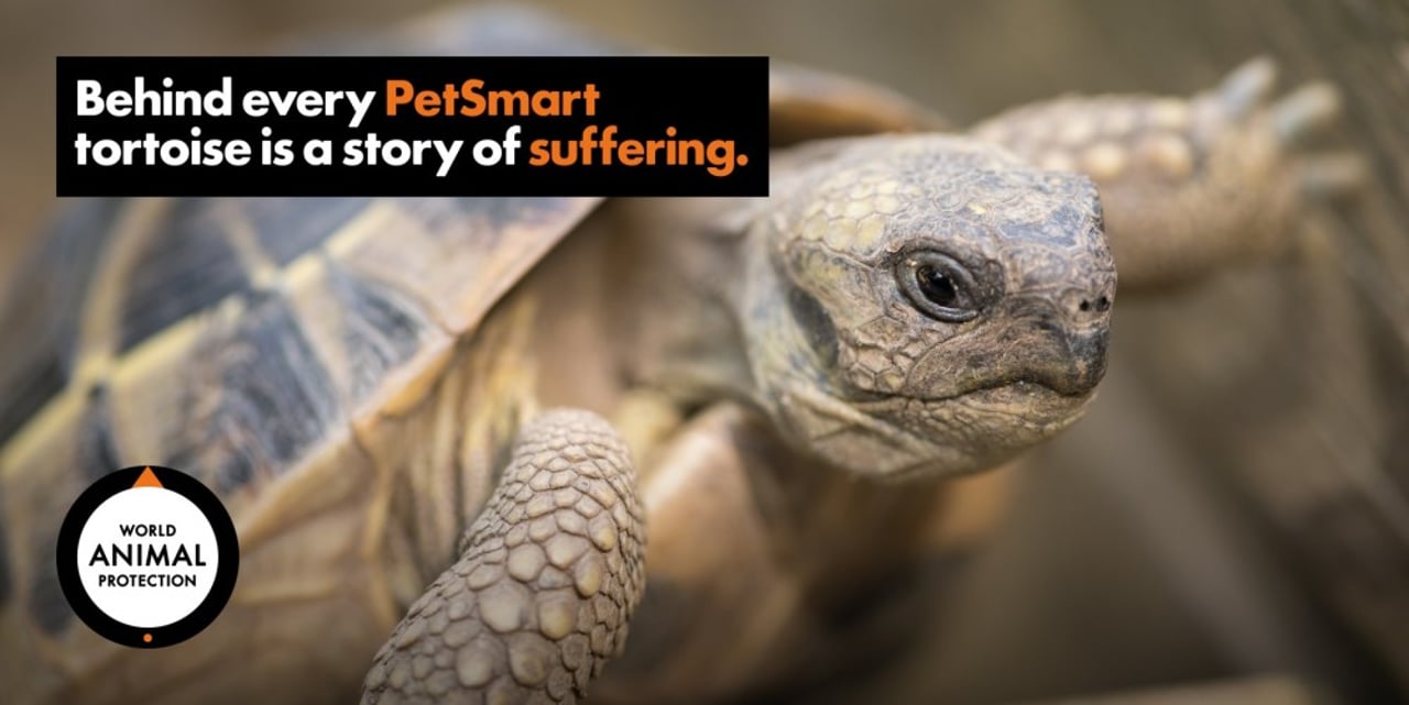 PetSmart sells at risk species | World Animal Protection