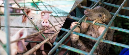 A pig in a factory farm and a pangolin in a cage