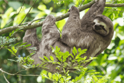 A sloth in a tree