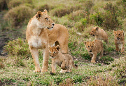 A lioness with her cubs in the wild