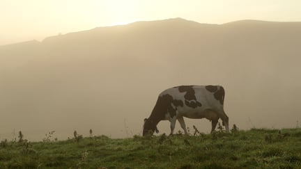 A cow eating grass with the sun setting