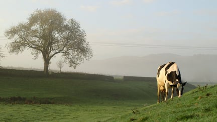 Cows outside in the grass