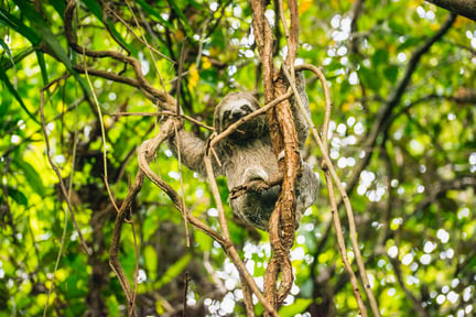 A sloth in a tree in the wild