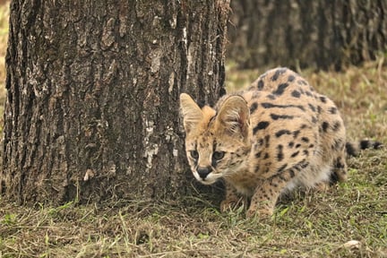 A serval cat in the wild