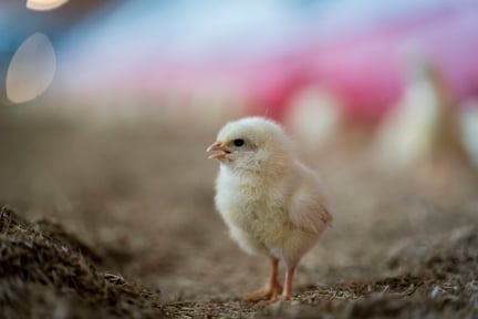 A chicken inside a farm