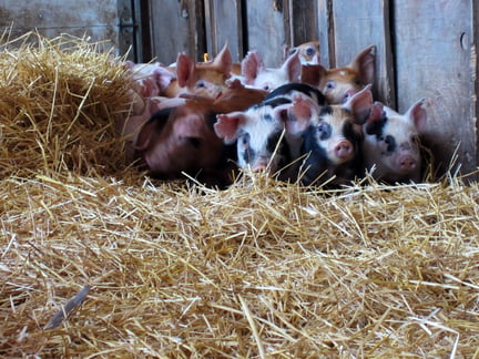 Piglets on a high-welfare farm