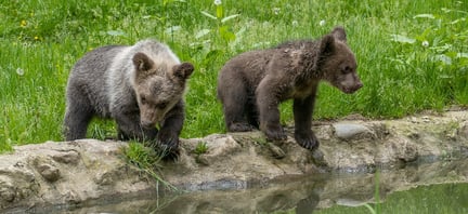 Bear cubs in the wild