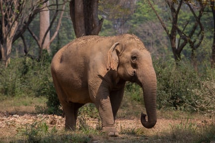 An elephant at a sanctuary