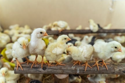Chicks on a farm
