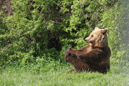 One of the resident bears at the Romanian bear sanctuary enjoying a relaxing sit in the grass.