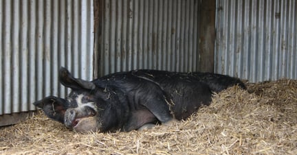 A pig relaxing in a high animal welfare farm sanctuary
