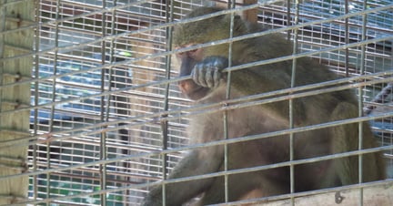 A baboon in a cage at a roadside zoo