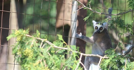 A lemur in a Canadian roadside zoo
