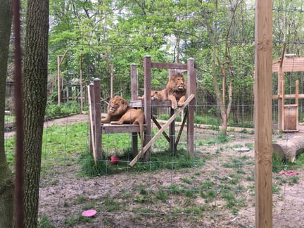 Two lions sit on a structure in a small enclosure in a roadside zoo in Ontario. 