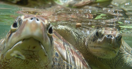 cayman turtle farm 