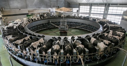 Dairy cows in an automated milking system