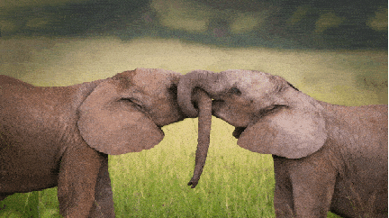 Two elephants with their trunks intertwined