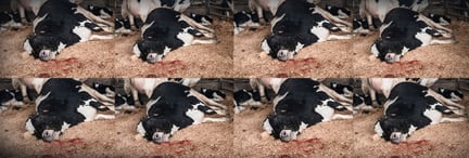 Factory farming causes nonstop suffering