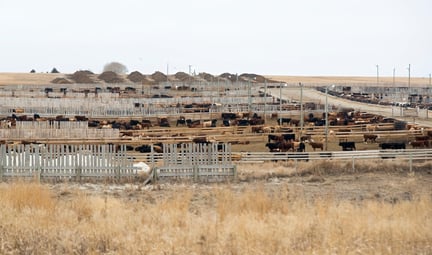 Cows at a feedlot