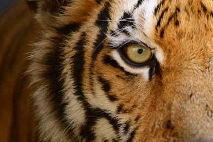 A closeup of a tiger's eye