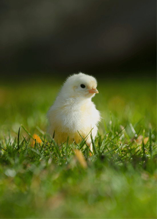 A chick standing in the grass