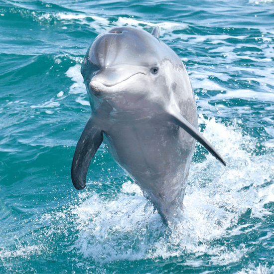 A dolphin in the wild