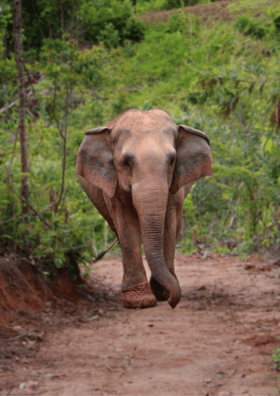 An elephant in the wild