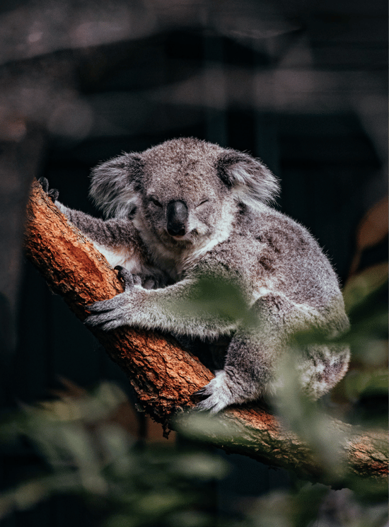 A koala in the wild