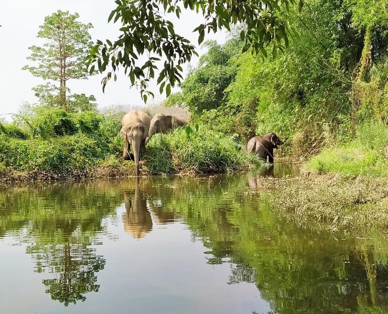 Rescued elephants in sanctuary