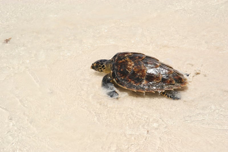 Sea Turtle Farming 