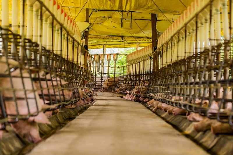 Kroger makes progress on cratefree pork World Animal Protection