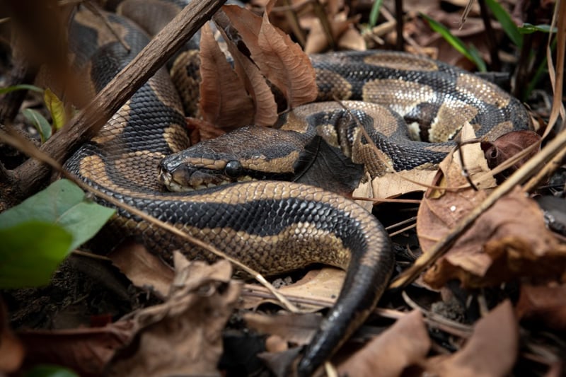 5 Fascinating Snake Facts You Didn’t Know | [site:name]