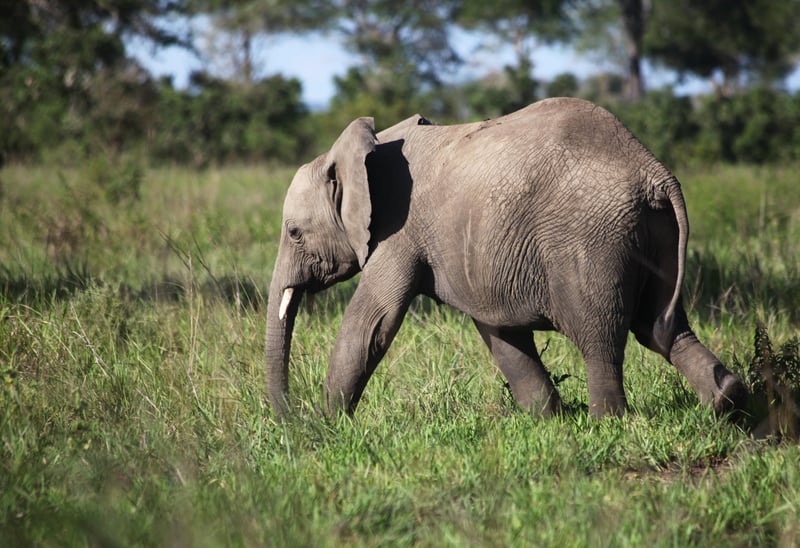 Understanding the emotional lives of elephants
