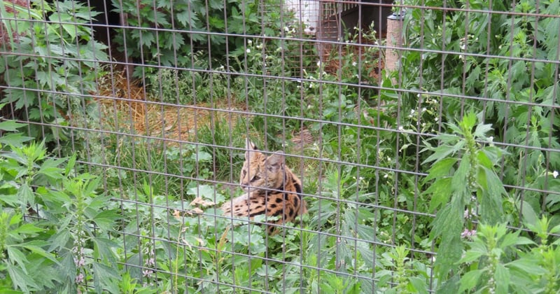 Gizmo the serval, taken at Waddles ‘n’ Wags in 2022.