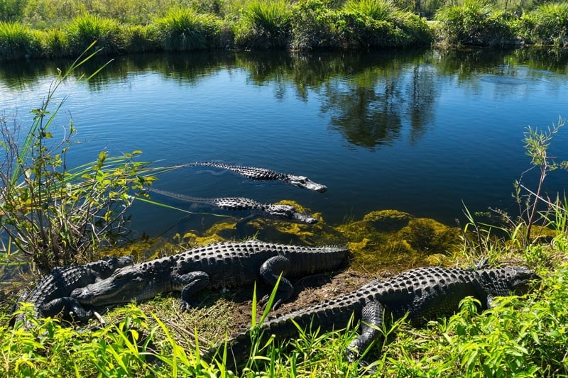Crocodiles resting in the sun