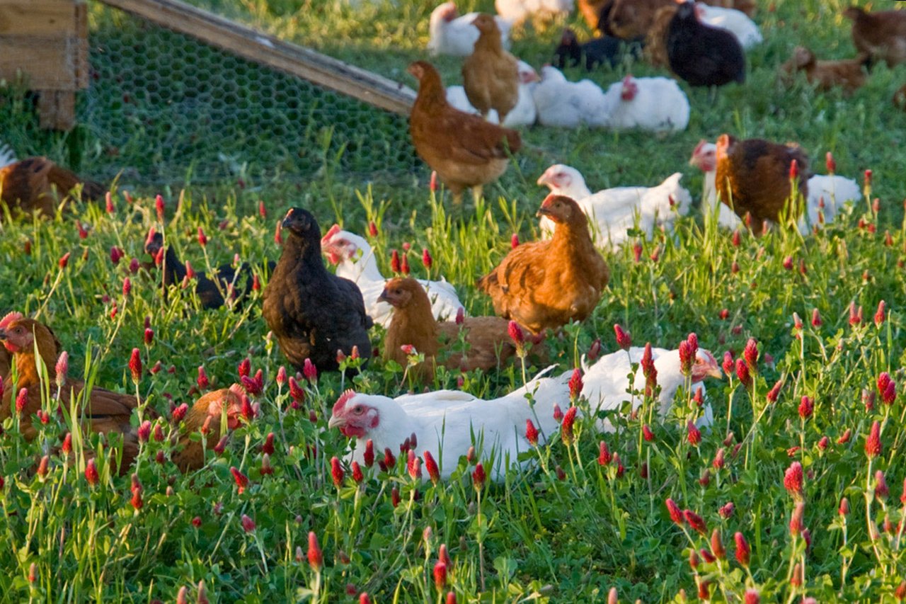 Free-range poultry, White Oak Pastures in Georgia