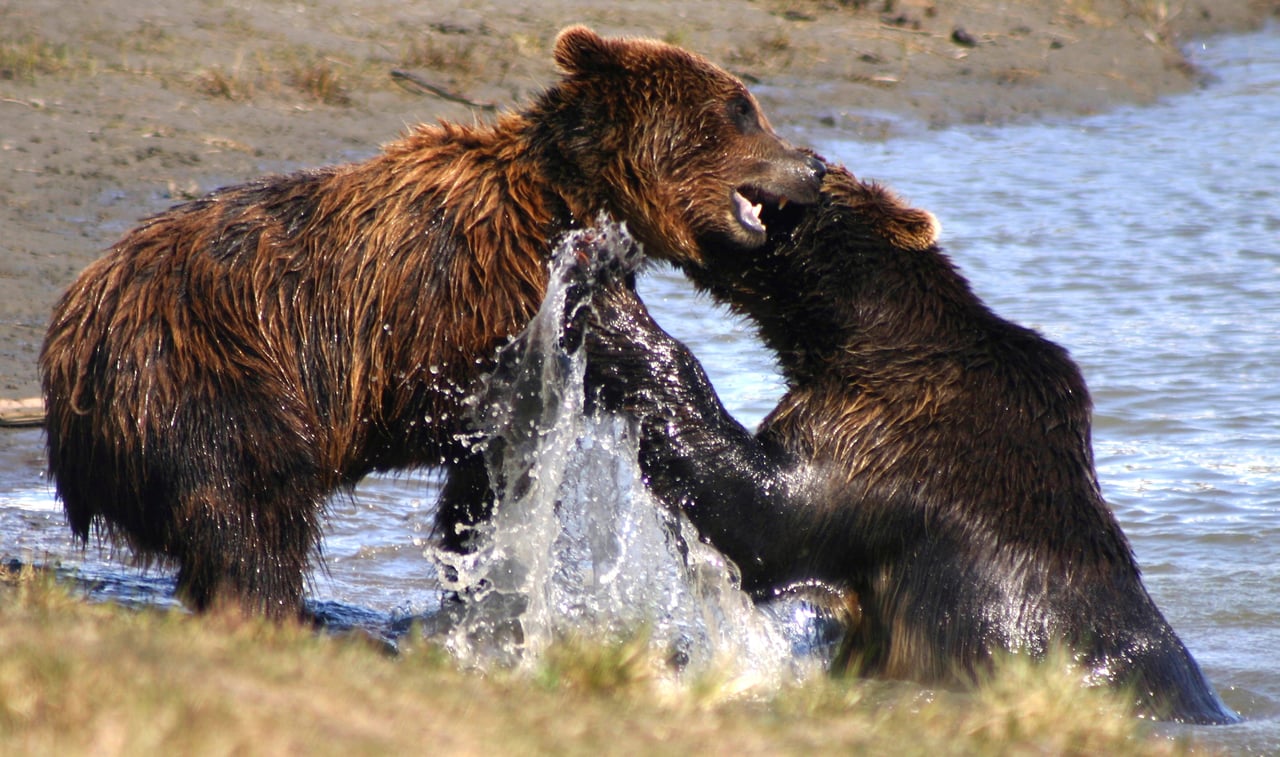 Two bears playing in the wild