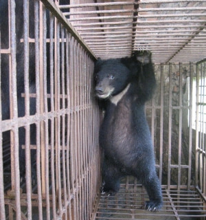 A young bear cub kept in a cage for the bear bile industry.