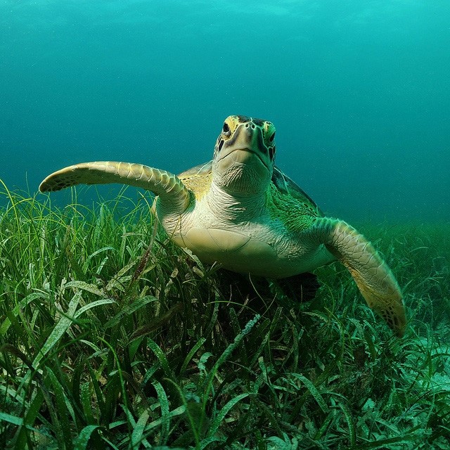 A healthy sea turtle