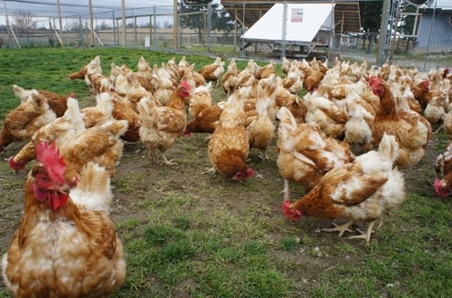 Chickens on a high welfare farm with access to the outdoors