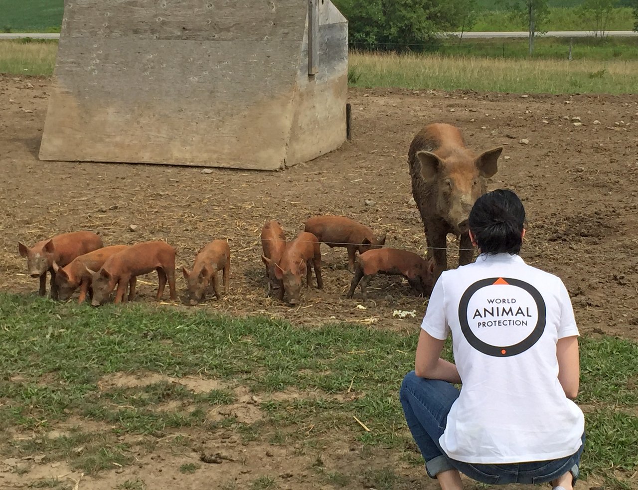 World Animal Protection staff with piglets in the background