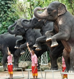 Elephants and their trainers performing in a show for tourists in Thailand.