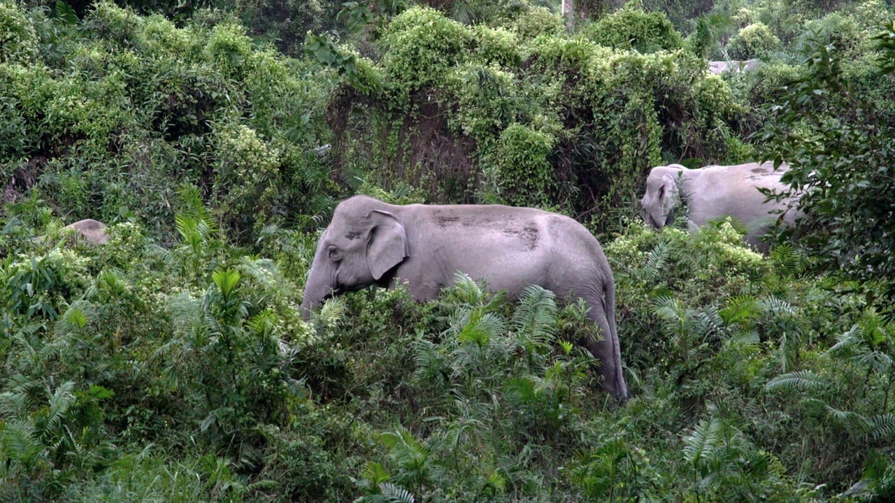 Elephants walking in the wild