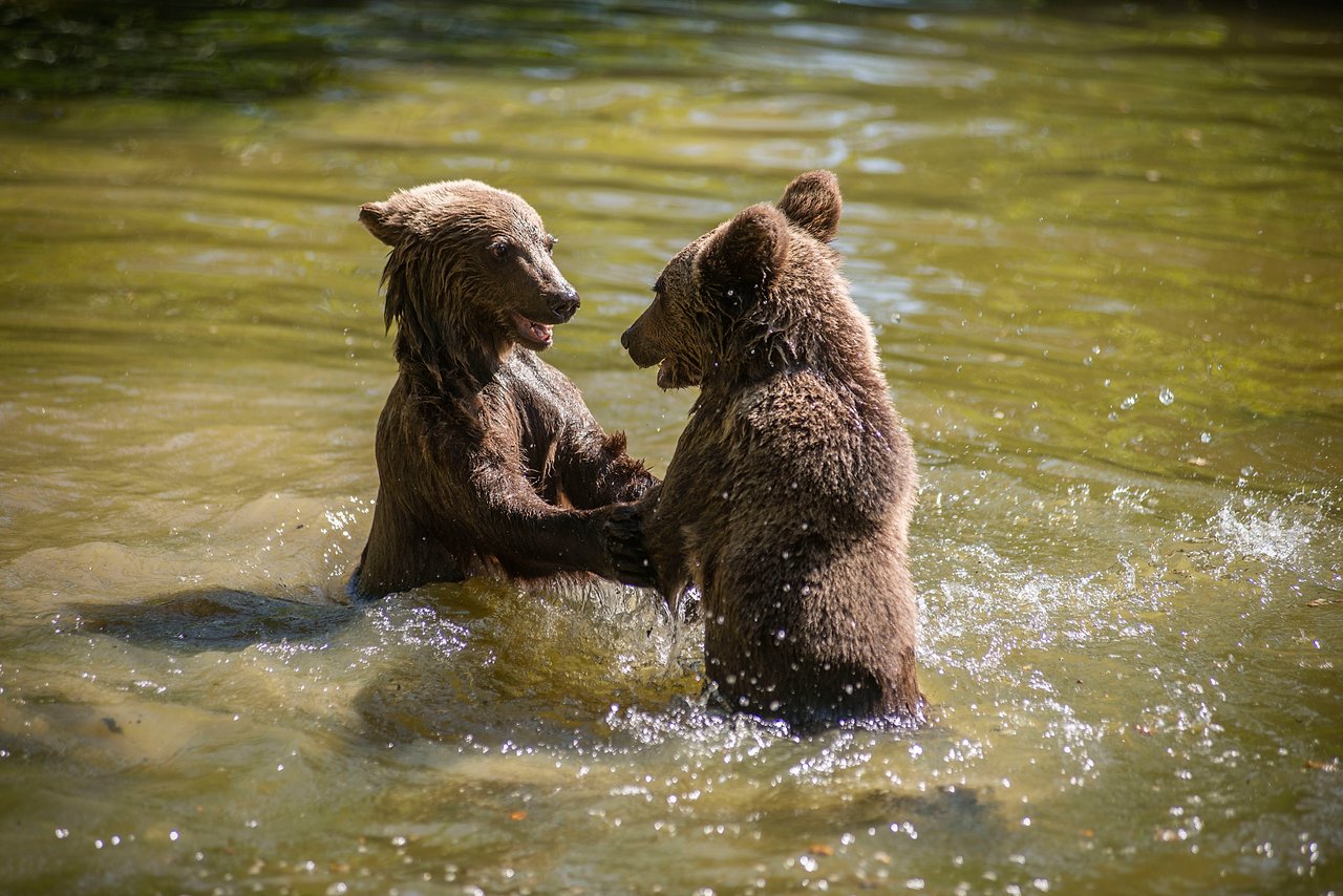 Two bears playing in the water at a sanctuary