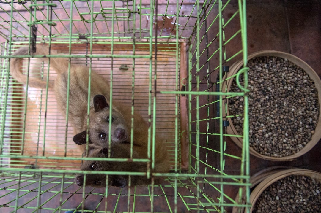 Civets in a cage for civet coffee