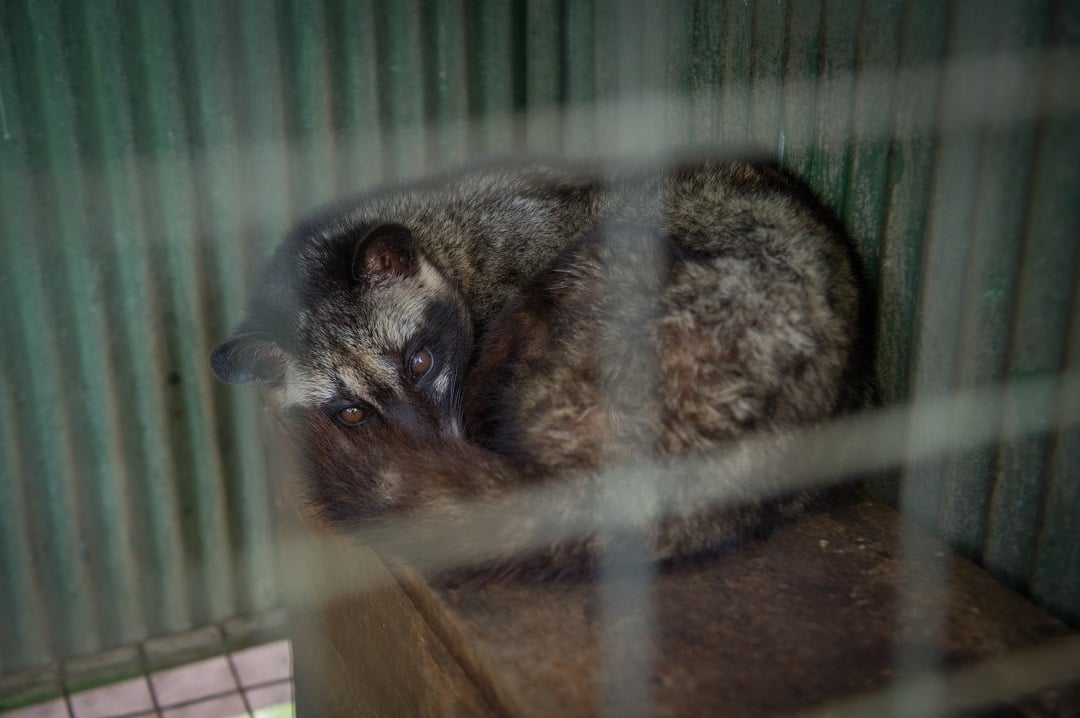 Civet in a cage farmed for civet coffee