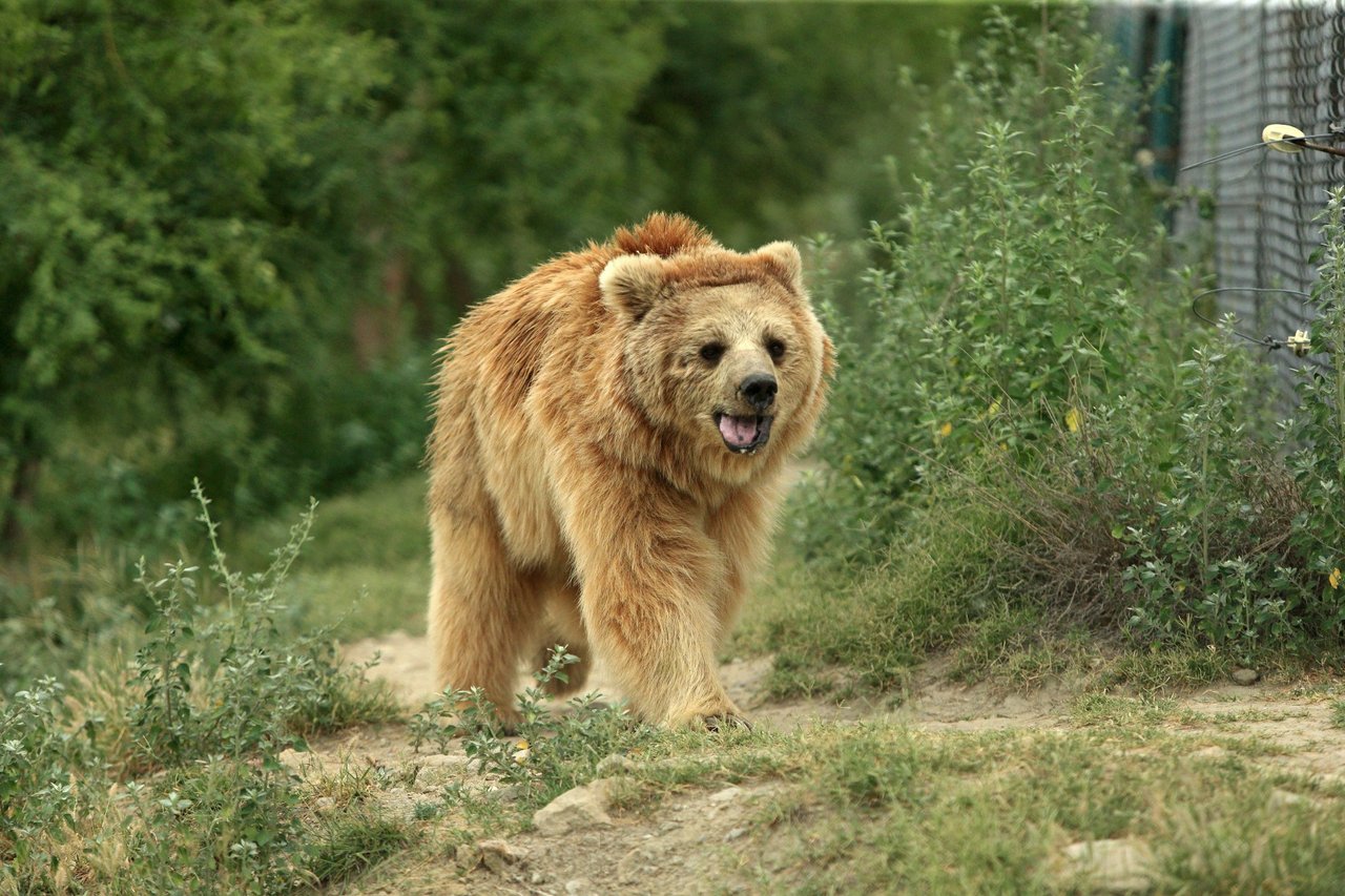 Bhoori, one of the bears at Balkasar sanctuary.