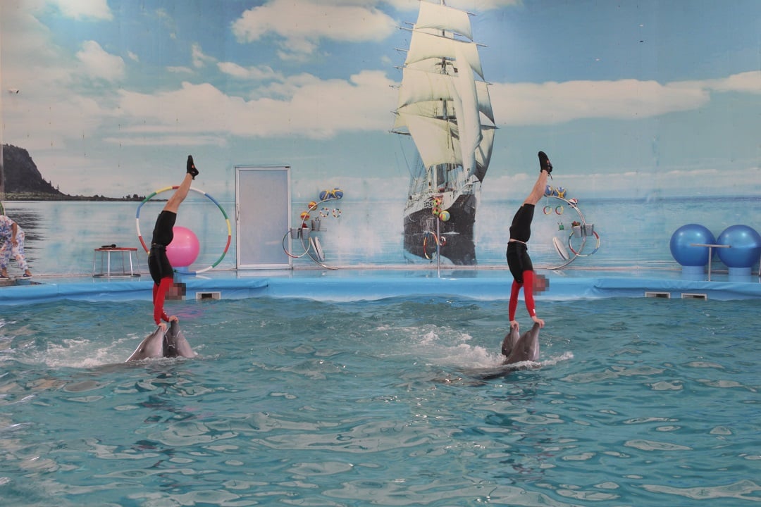 Dolphins performing