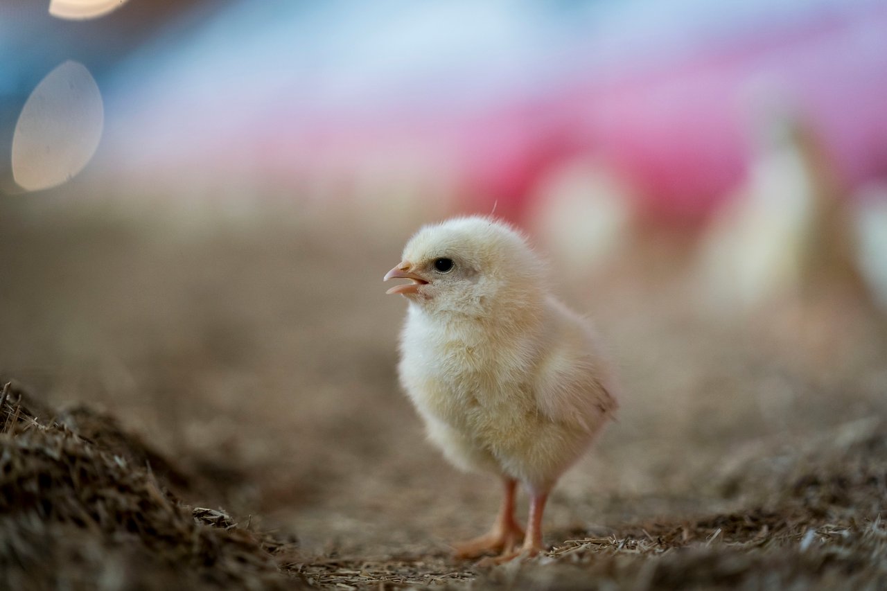 A chicken inside a farm